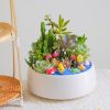 Sen đá Giá Rẻ Chậu Mix đại Dương để Bàn