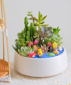 Sen đá Giá Rẻ Chậu Mix đại Dương để Bàn