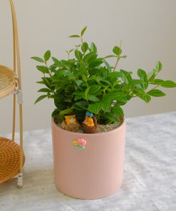 Chậu Cây Bình An để Bàn Phong Thủy
