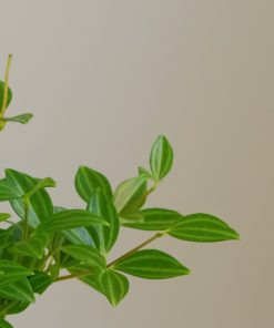 Chậu Cây Bình An để Bàn Phong Thủy