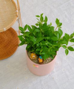 Chậu Cây Bình An để Bàn Phong Thủy